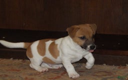 Jack Russell Terrier dogs for sale: Franklin - Image 12