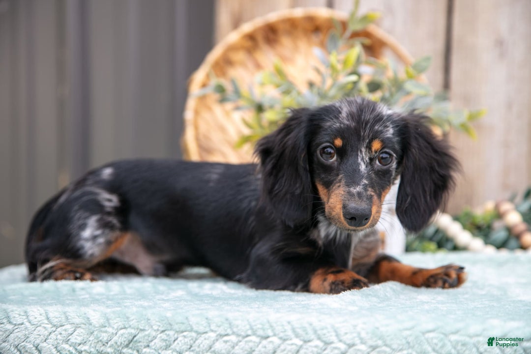Miniature Dachshund dogs for sale: Stormy - Image 2