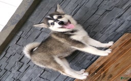 Pomsky dogs for sale: Sadie - Image 11