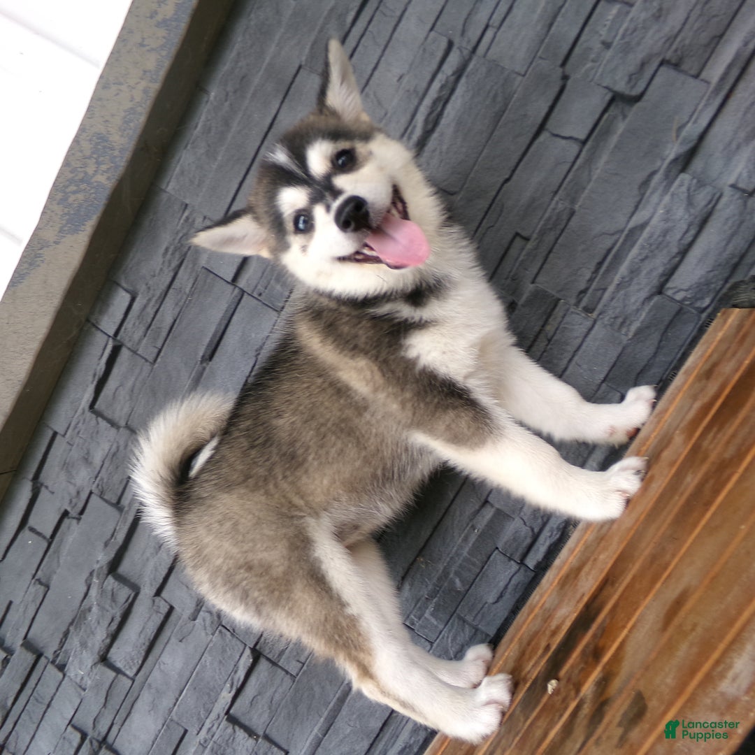 Pomsky dogs for sale: Sadie - Image 11