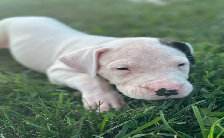 Dogo Argentino dogs for sale - Ad 2