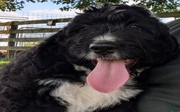 Bernedoodle dogs for sale: Duke - Image 2