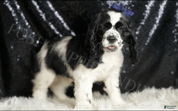 Cocker Spaniel dogs for sale: Cheerio - Image 3