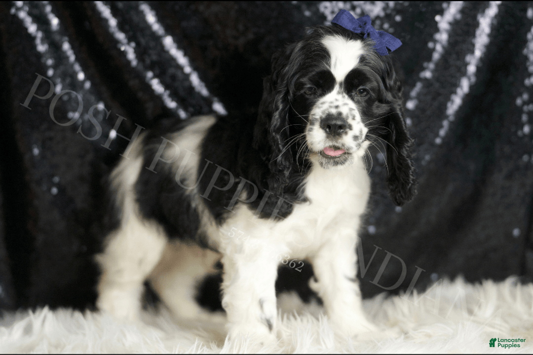 Cocker Spaniel dogs for sale: Cheerio - Image 3