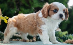 Cavalier King Charles Spaniel dogs for sale: Peter - Image 5