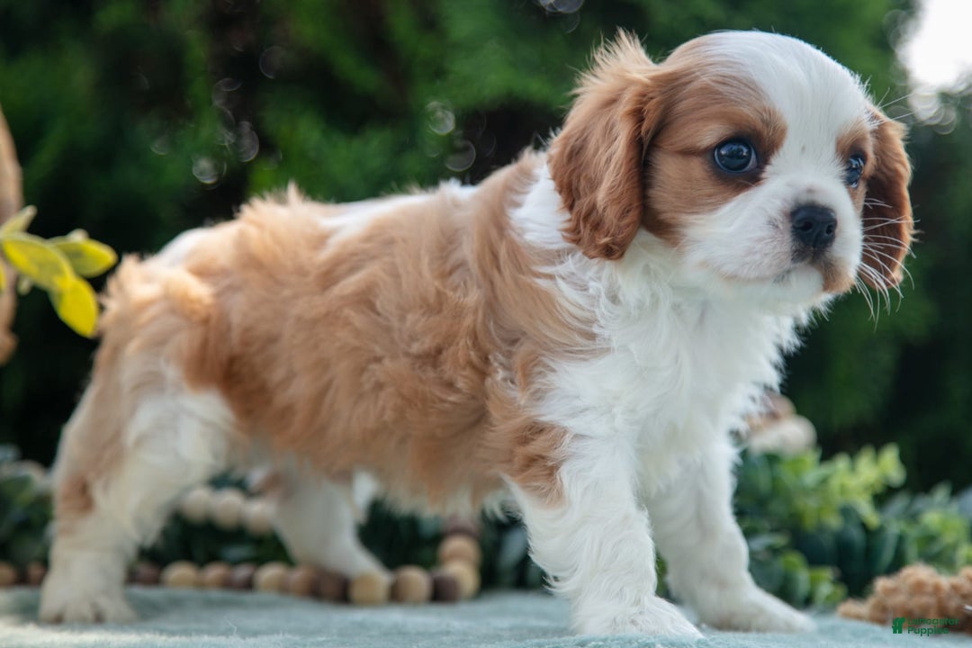 Cavalier King Charles Spaniel dogs for sale: Peter - Image 5