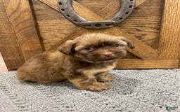 Morkie dogs for sale: Blue - Image 3
