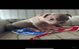American Bully dogs for sale: Simba - Image 17
