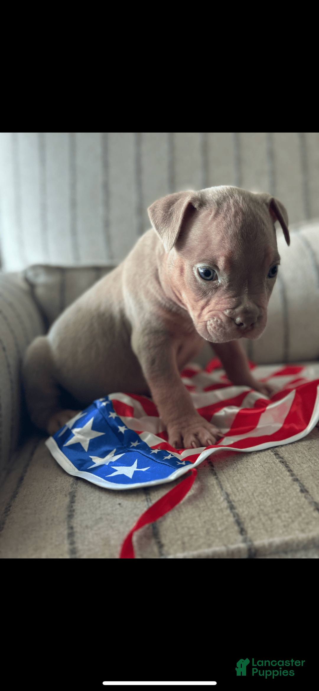 American Bully dogs for sale: Simba - Image 17