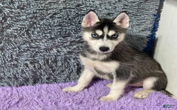 Siberian Husky dogs for sale: Laurie - Image 3