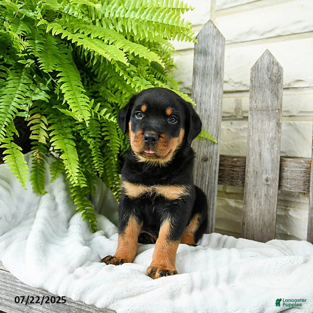 Rottweiler dogs for sale: Slate - Image 1