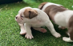 Olde English Bulldogge dogs for sale: Lil Man - Image 3