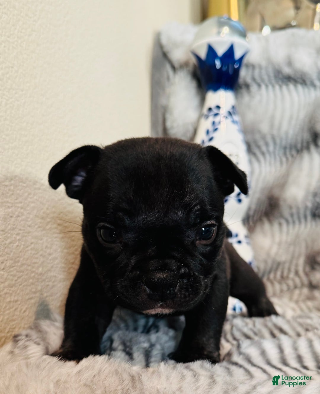 American Bully dogs for sale: Goat - Image 2