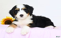 Mini Bernedoodle dogs for sale: Poppy - Image 4