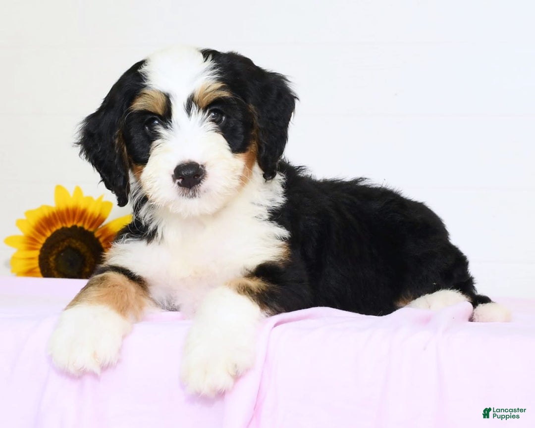 Mini Bernedoodle dogs for sale: Poppy - Image 4