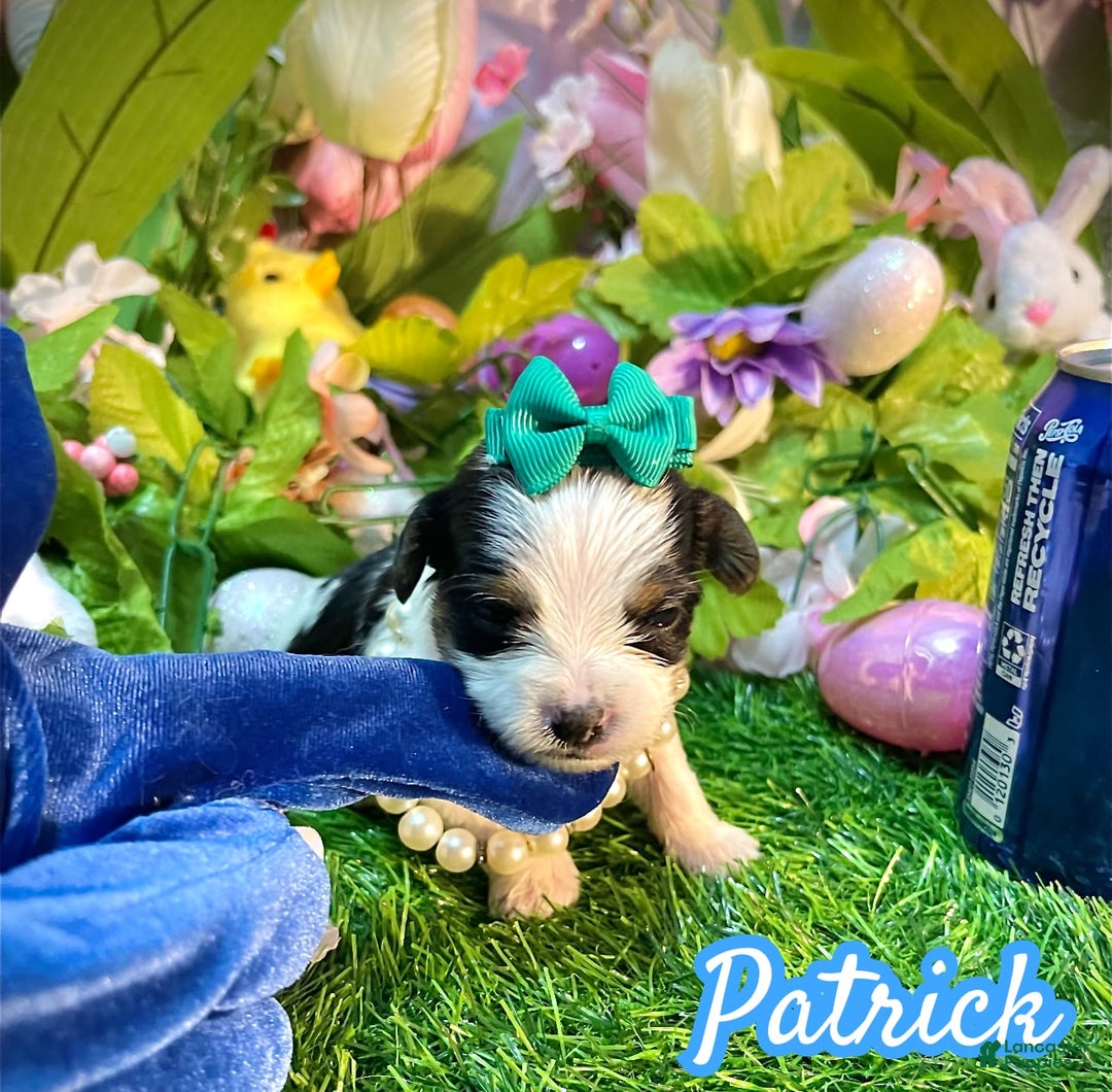 Yorkshire Terrier dogs for sale: Patrick Starr - Image 1