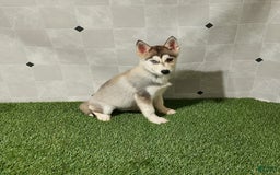Siberian Husky dogs for sale: Lady - Image 8