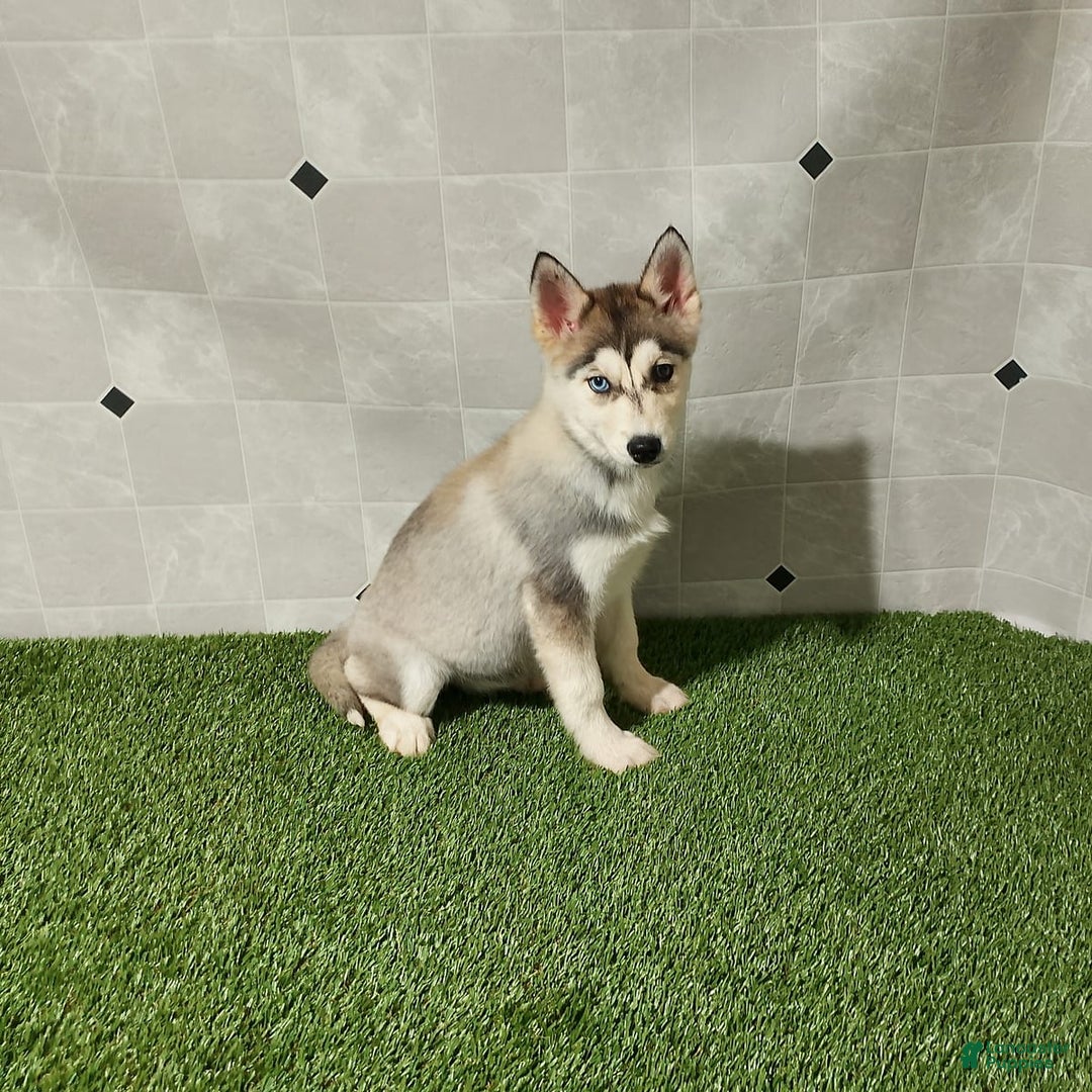 Siberian Husky dogs for sale: Lady - Image 8