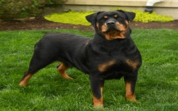 Rottweiler dogs for sale: Nutmeg - Image 6