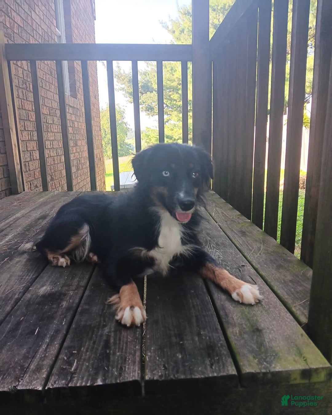 Miniature Australian Shepherd dogs for sale: Alex - Image 8