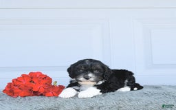 Miniature Bernese Mountain Dog dogs for sale: Peanut - Image 3