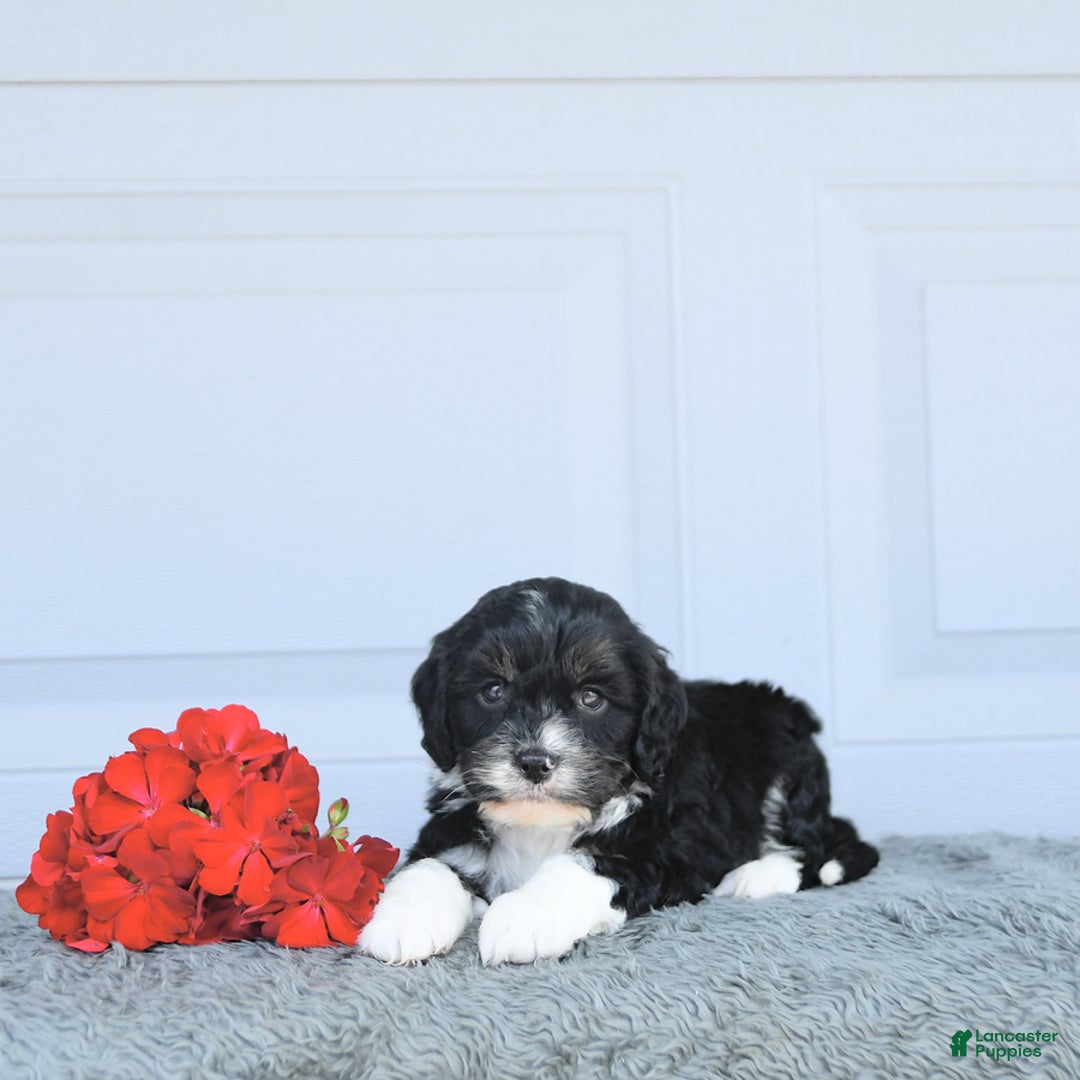 Miniature Bernese Mountain Dog dogs for sale: Peanut - Image 3