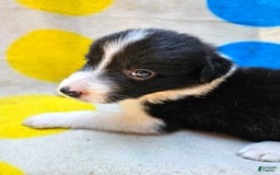 Border Collie dogs for sale: Donnie - Image 9