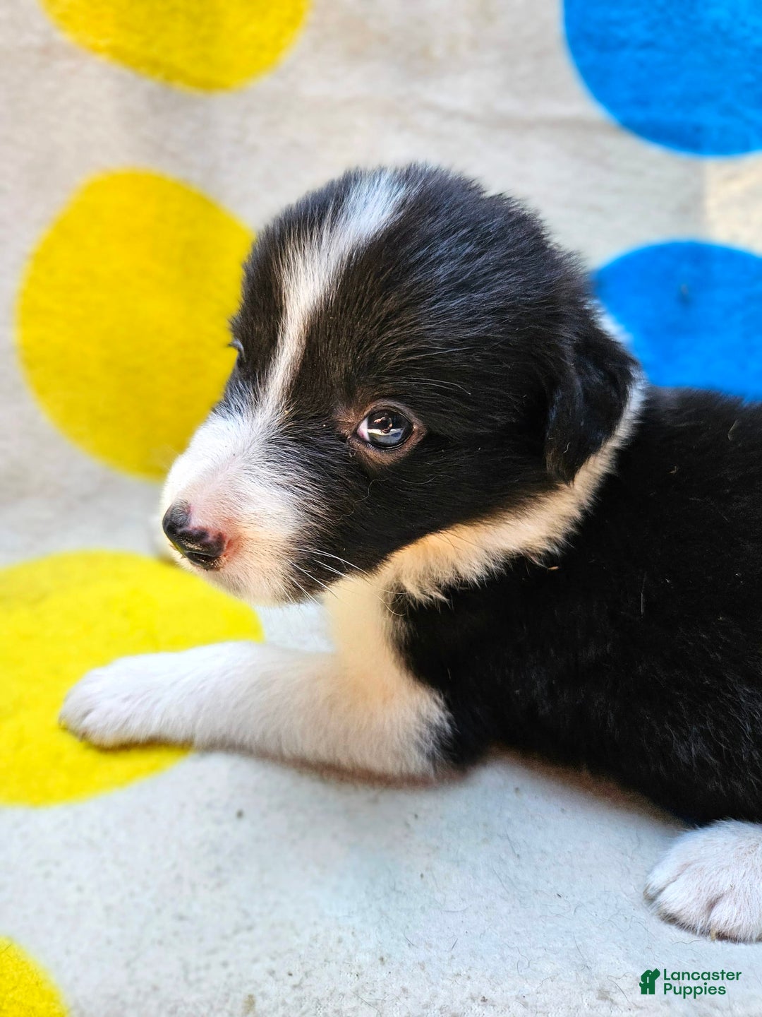 Border Collie dogs for sale: Donnie - Image 9