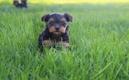 Yorkshire Terrier dogs for sale: Rosie - Image 2