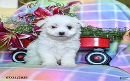 Maltese dogs for sale: Buffy - Image 1