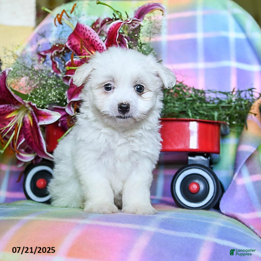 Maltese dogs for sale: Buffy - Image 1