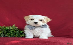 Maltese dogs for sale: Gus - Image 2