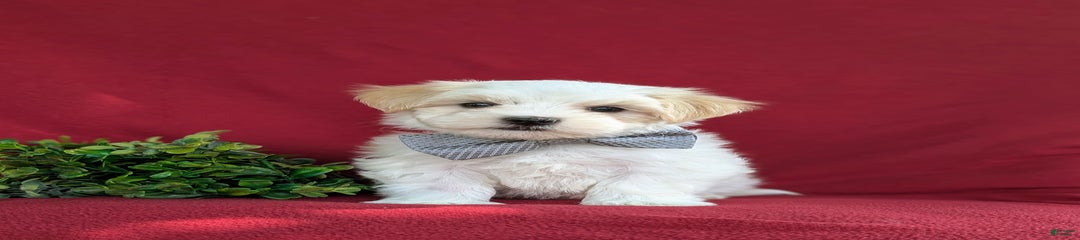 Gus