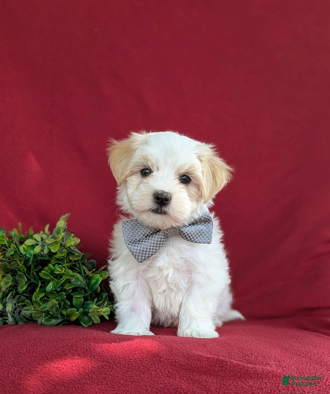 Maltese dogs for sale: Gus - Image 2