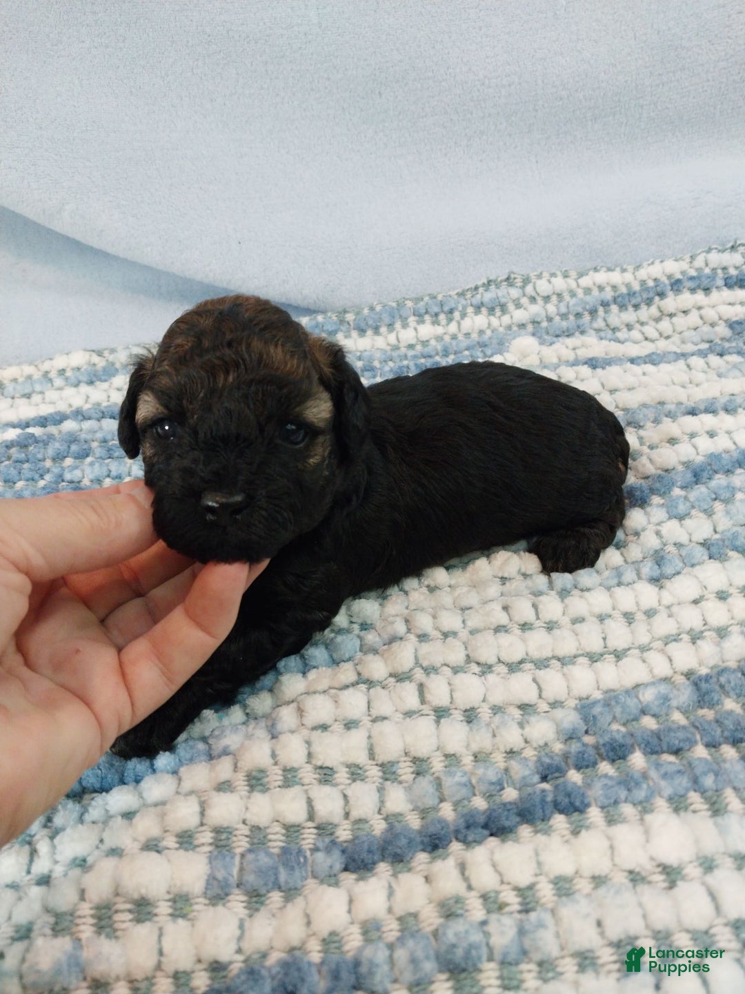 Toy Poodle dogs for sale: Kody - Image 9