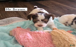 Yorkshire Terrier dogs for sale: Mr Brown - Image 1