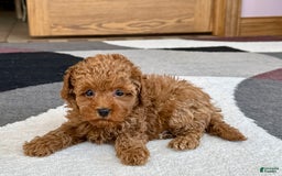 Maltipoo dogs for sale: Shanna - Image 5