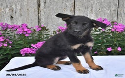 German Shepherd dogs for sale: Megan - Image 1