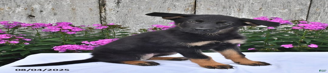 Megan