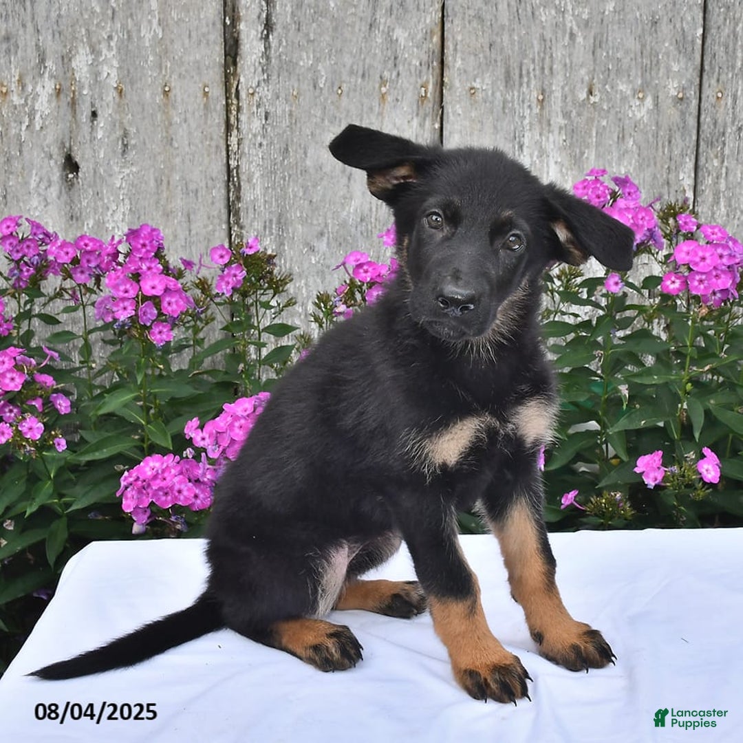 German Shepherd dogs for sale: Megan - Image 1