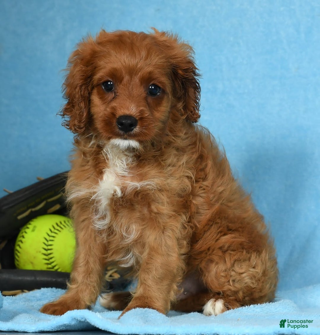 Cavapoo dogs for sale: Indy - Image 2