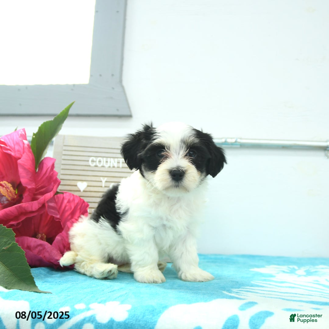Havanese dogs for sale: Nora - Image 1