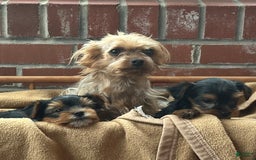 Yorkshire Terrier dogs for sale: Bingo - Image 11