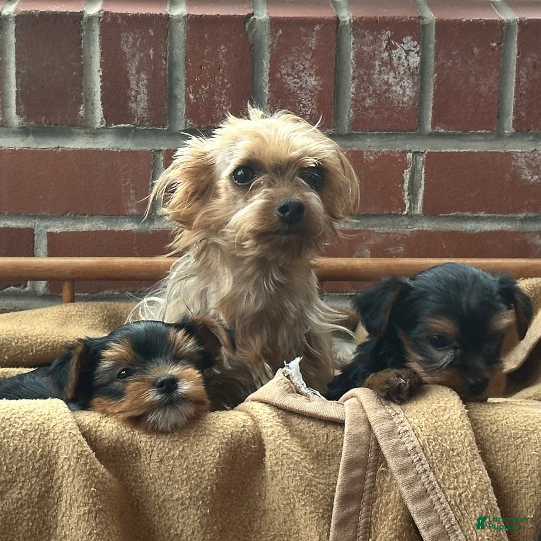 Yorkshire Terrier dogs for sale: Bingo - Image 11