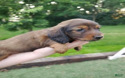 Dachshund dogs for sale: Evie - Image 14