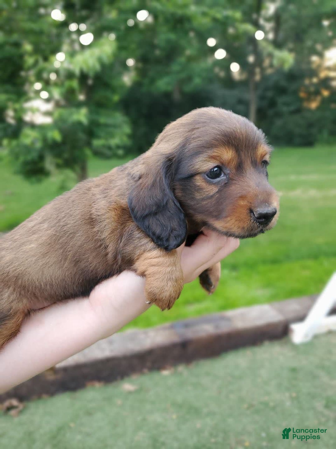 Dachshund dogs for sale: Evie - Image 14