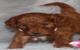 Mini Goldendoodle dogs for sale: Cori - Image 2