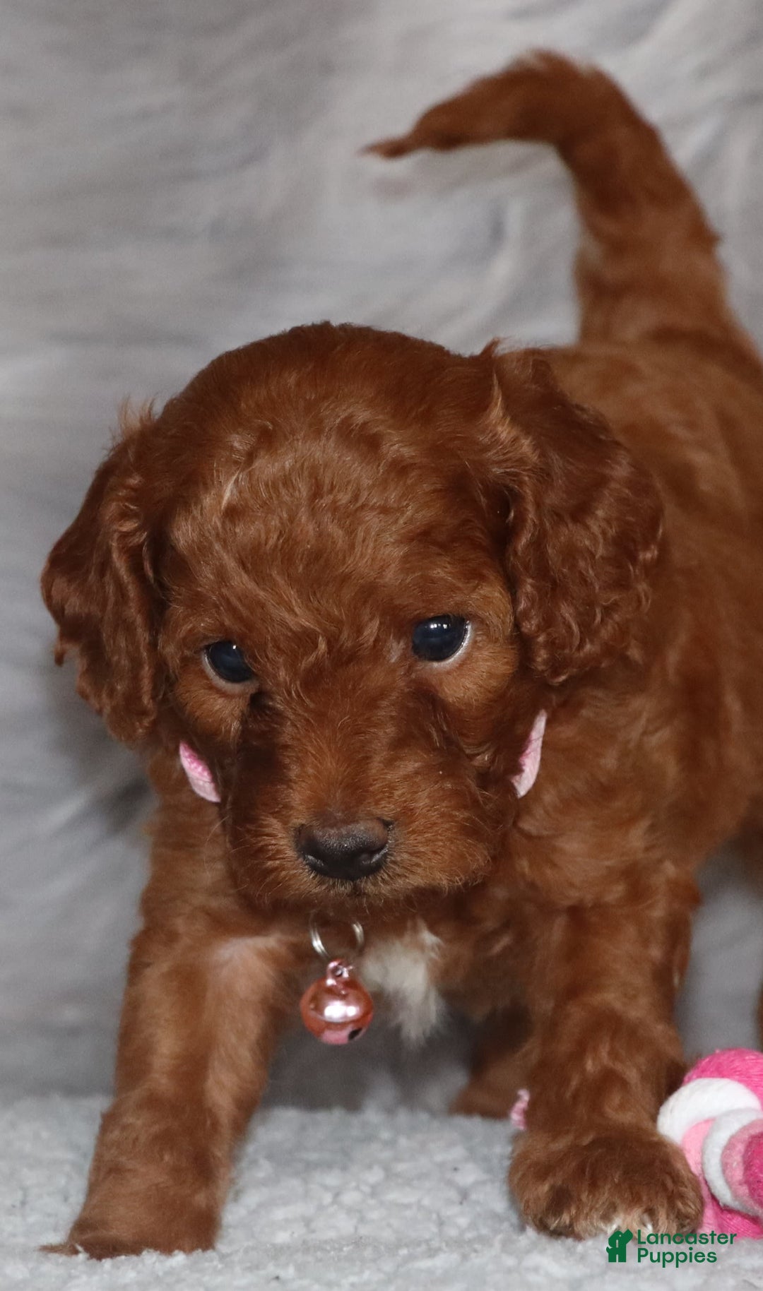 Mini Goldendoodle dogs for sale: Cori - Image 2
