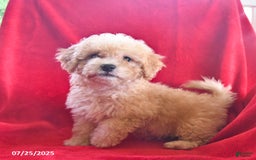 Bichpoo dogs for sale: Sally - Image 5