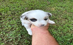 Australian Shepherd dogs for sale: Buster - Image 7